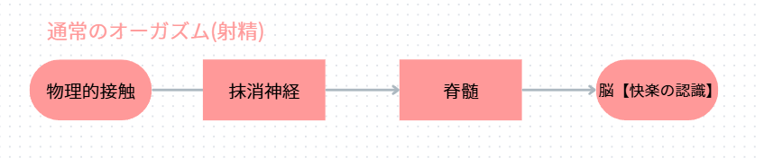 通常のオーガズム(射精):物理的接触から末梢神経・脊髄を経て脳が快感を認識するボトムアップのイメージ